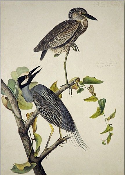 John James Audubon Yellow-Crowned Heron